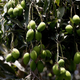 mango tree
